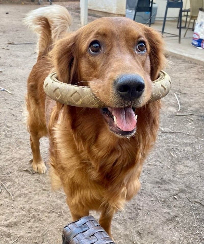 “Daisy sa svojom omiljenom igračkom.”