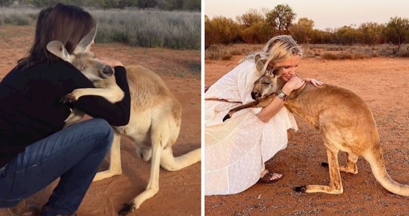 VIDEO Klokan koji ne može prestati grliti ljude koji su ga spasili potpuno će vas raznježiti