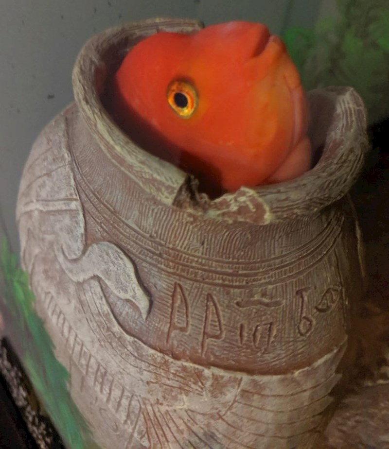 14. "Kupio sam ovu vazu posebno za nju i sviđa joj se!"