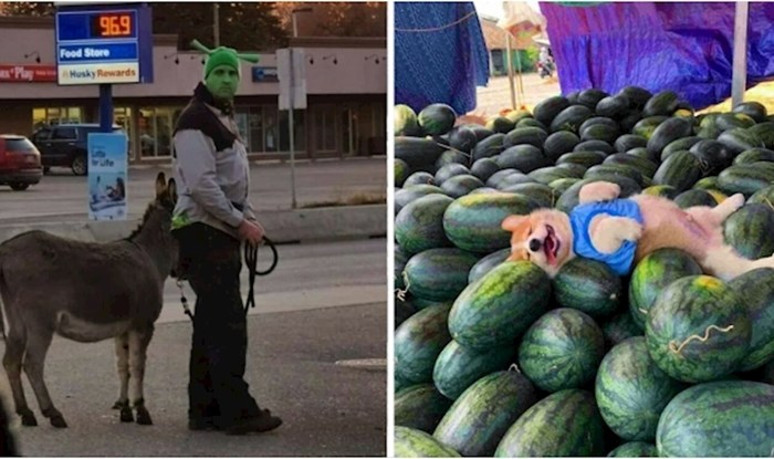 20+ fotki životinja koje jednostavno nemaju baš puno smisla, ali će vas nasmijati!