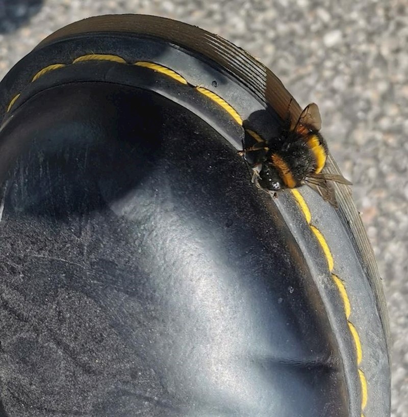 64 / 5000 Rezultati prijevoda "Bumbar se savršeno poravnao sa šavovima na mojoj cipeli."