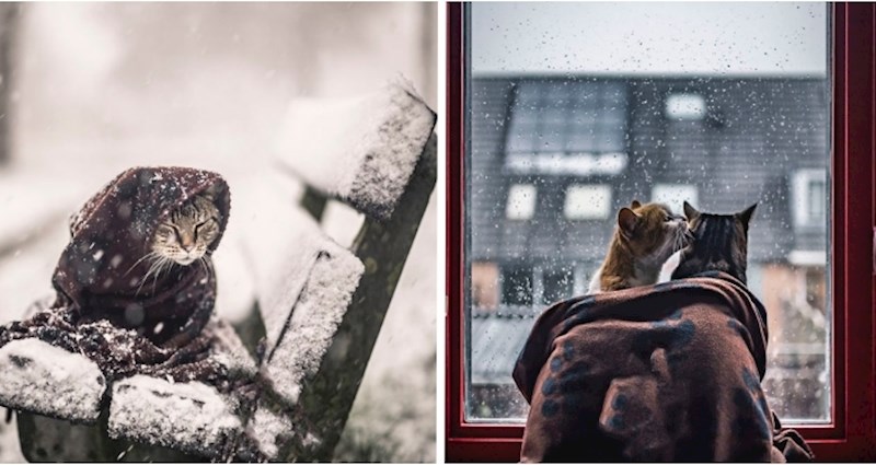 Prekrasna blagdanska galerija dvije mačke u zimskom okruženju