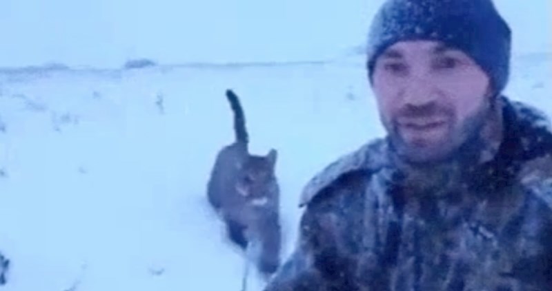 Ova čovjek za kućnog ljubimca ima pumu, pogledajte kako će mu se ušuljati u zagrljaj