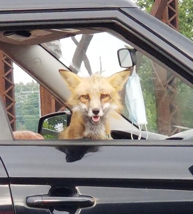 "Vidio sam lisicu kako se vozi u autu poput psa."