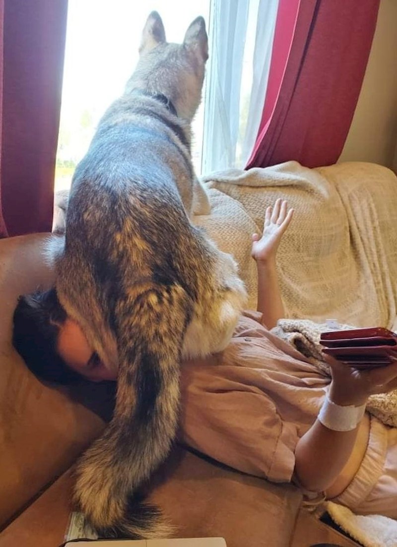 4. “Moj pas misli da stolica. Ma dobro."