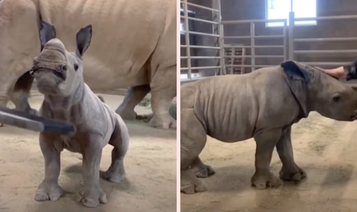 VIDEO Preslatko mladunce nosoroga obožava vrijeme za češkanje