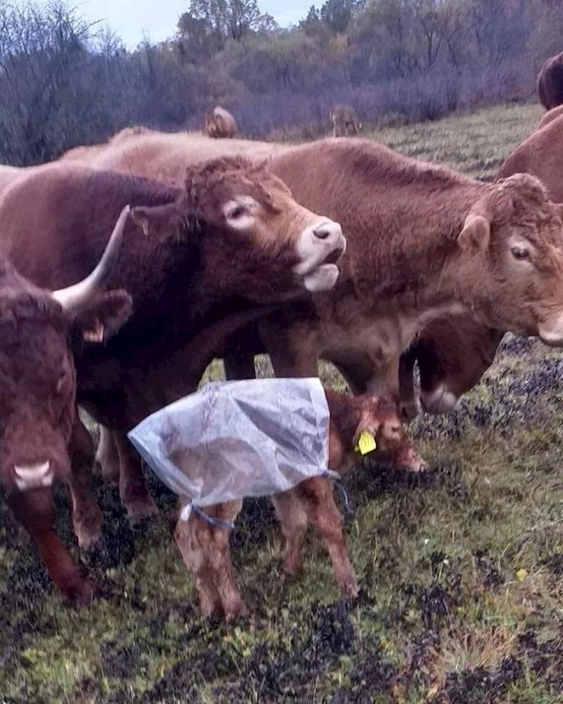 Vlasnik ove farme pripremio je ovo tele za kišu. :)