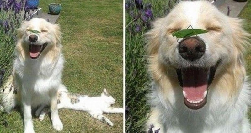 16 fotki koje su dokaz da i oni imaju osjećaje zbog kojih ih obožavamo