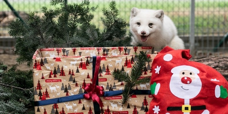 Lisica spašena s farme krzna slavi svoj prvi Božić izvan malenog kaveza, pogledajte što je sve prošla