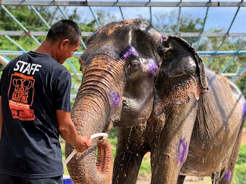 14. Švicarska kontrolira veličine kaveza za zečeve.