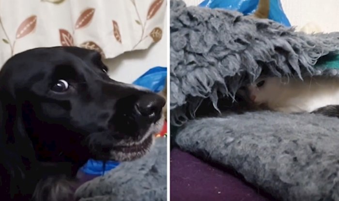 VIDEO Pogledajte presmiješnu reakciju psa kada pronađe mačku u svom krevetu