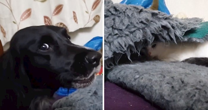VIDEO Pogledajte presmiješnu reakciju psa kada pronađe mačku u svom krevetu