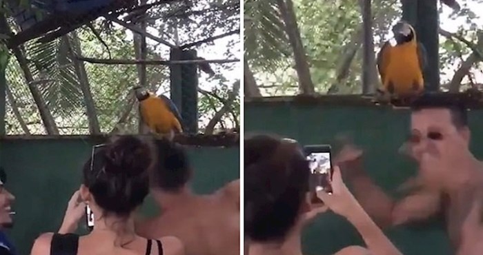 VIDEO Rasplesani papagaj oduševio je milijune ljudi diljem svijeta