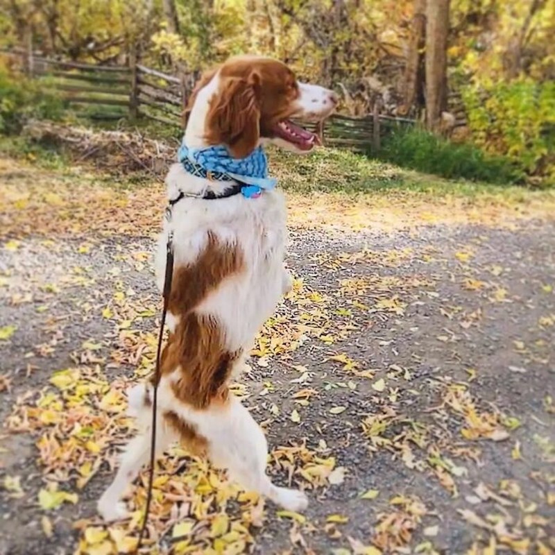 Upoznajte Dextera, psa koji je naučio hodati na dvije noge.