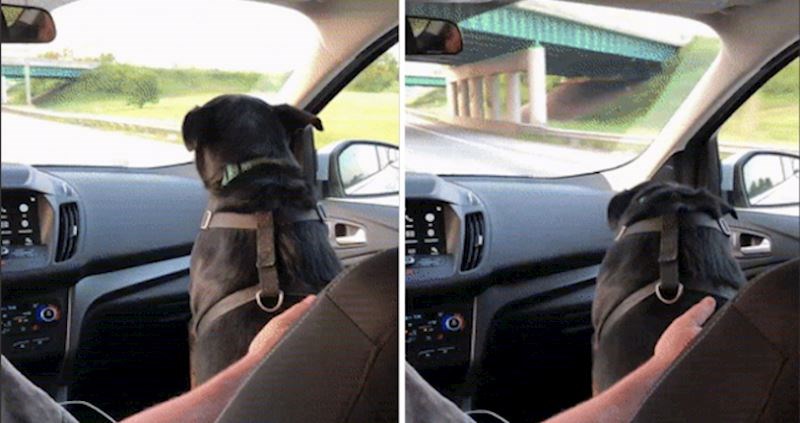 Ovaj simpatični pas sagnuo je glavu ispod svakog mosta