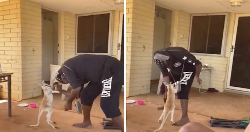 VIDEO Ovaj mali klokan koji uživa u igri s ljudima nešto je preslatko