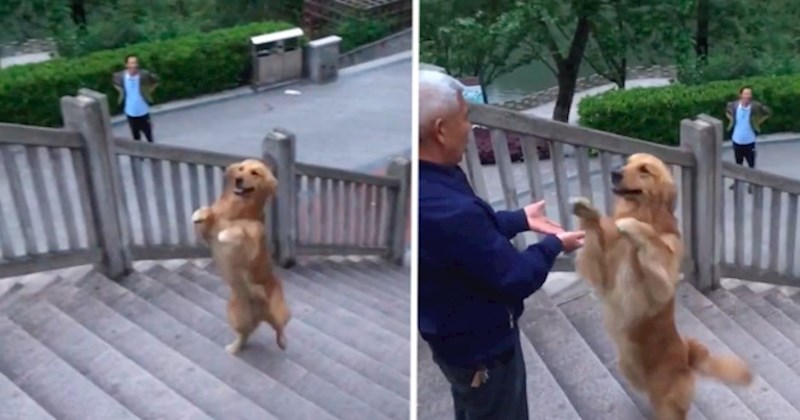 VIDEO Ovaj zlatni retriver može se penjati stubama koristeći samo stražnje šape