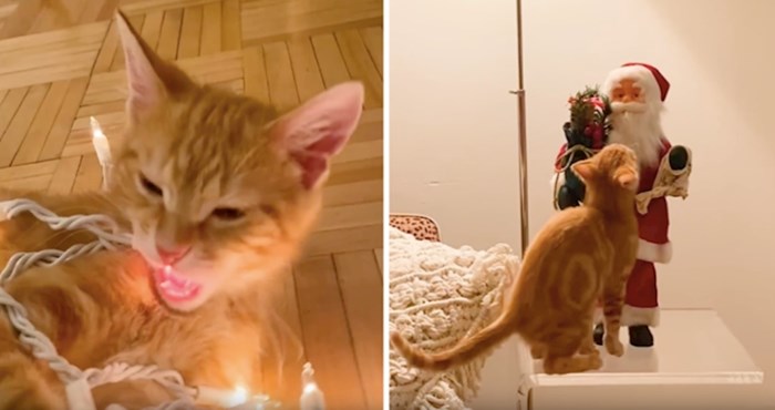 VIDEO Božićne dekoracije i kućni ljubimci uvijek su problem, pogledajte ovog nestašnog mačića