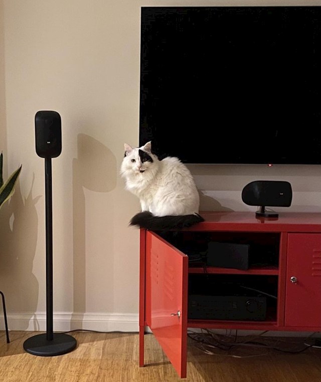 "Crni trokut koji naša mačka ima na desnom oku gotovo savršeno ispunjava dio televizora koji blokira."