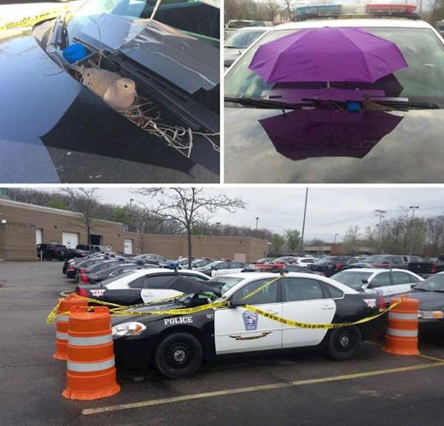 Ptica je napravila gnijezdo na policijskom automobilu, policajci su pričvrstili kišobran na vjetrobransko staklo i zalijepili trakom mjesto za parkiranje, tako da joj nitko ne smeta.