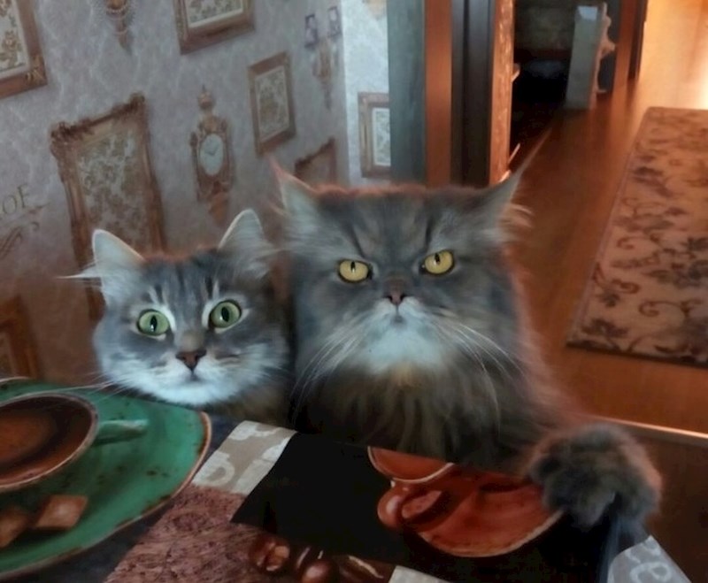 7. Mačke su majstori hipnoze. Inače, kako bi nas natjerale da radimo što god žele?