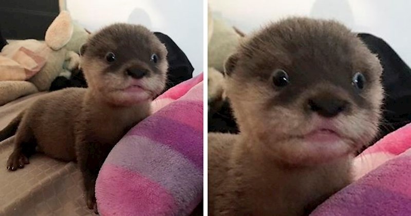 15 fotografija neodoljivih mladunaca preslatkih vidra