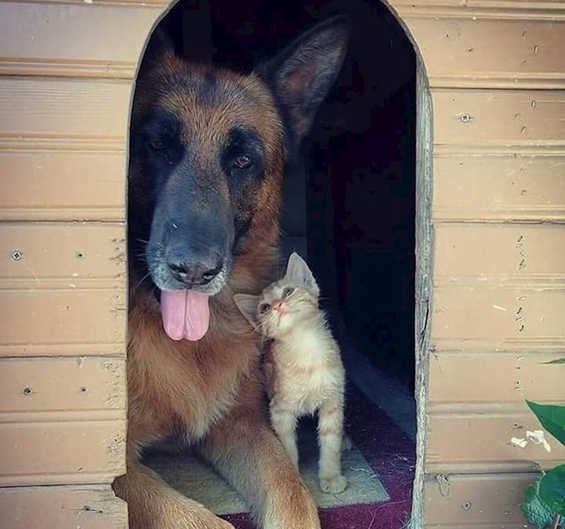 Mačić je sigurno zaljubljen!