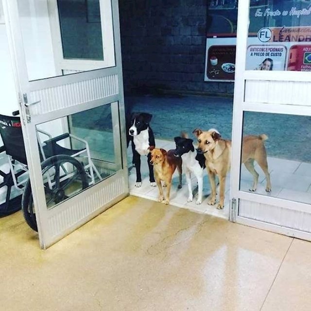 #14 Beskućnik iz Brazila prevezen je u bolnicu. Njegova četiri psa čekali su ga na ulazu u bolnicu.