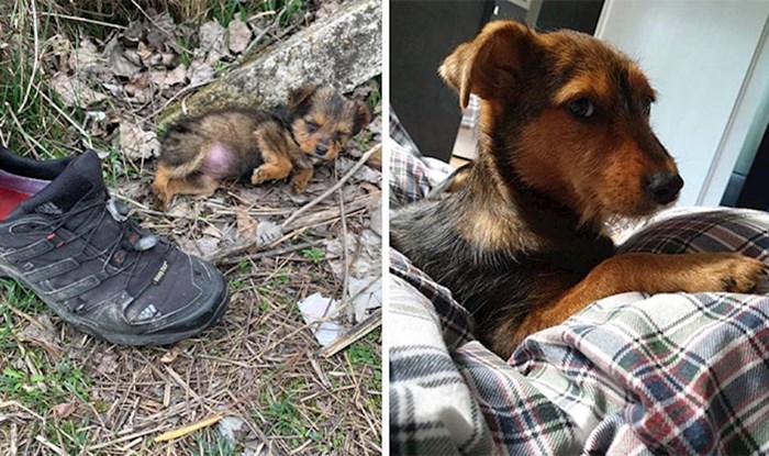 Pronašao je psa koji je koristio cipelu kao sklonište, spasio ga je i dao mu dom