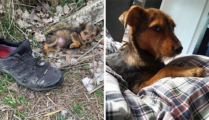 Pronašao je psa koji je koristio cipelu kao sklonište, spasio ga je i dao mu dom