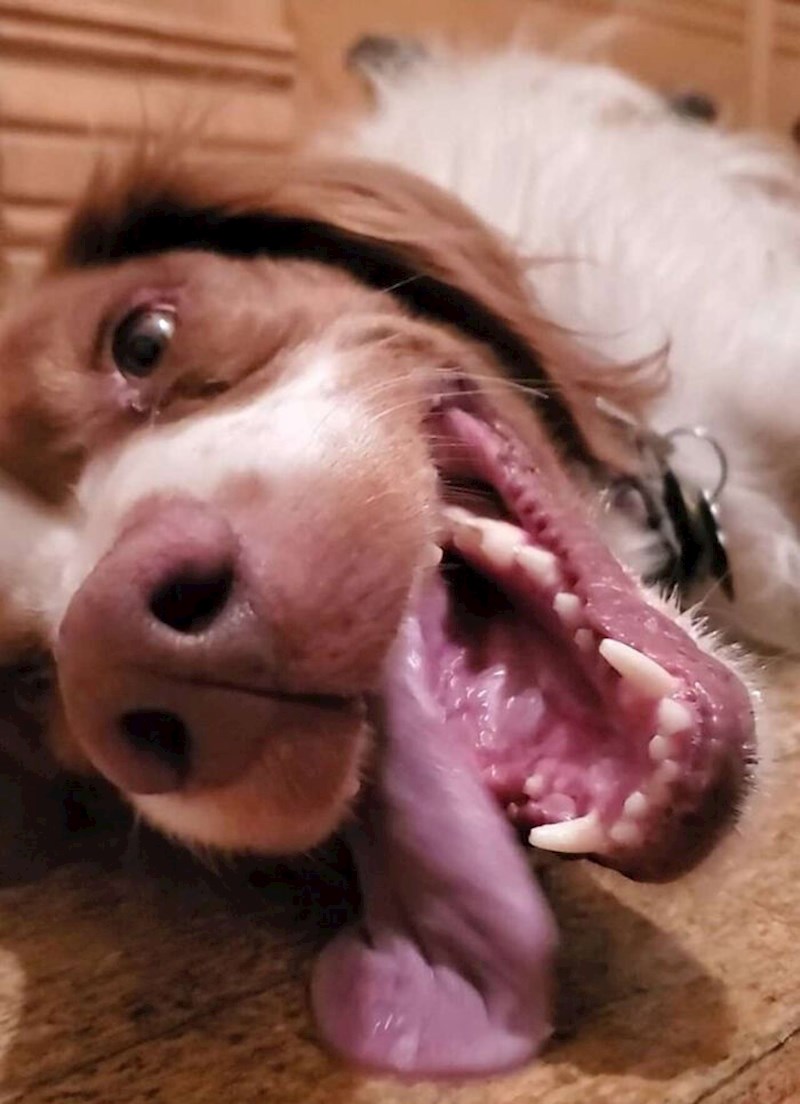 “Ima sjajan život. Voljen je, uživa u planinskim šetnjama i planinarenjem, spava na kauču i mekom krevetu, igra se igračkama i svi ga vole.”