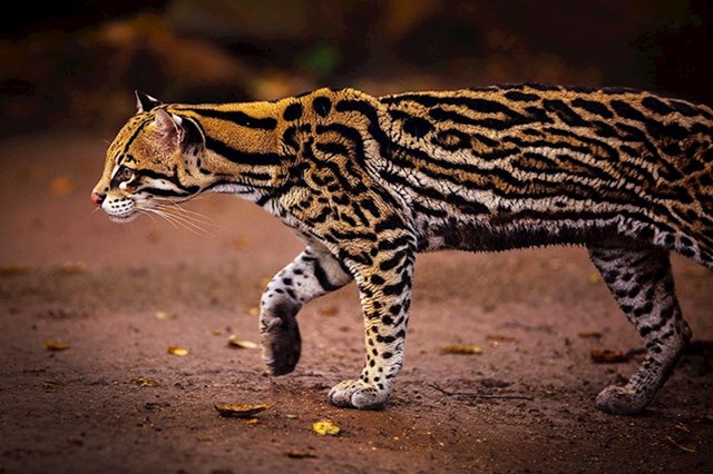 #14 Ocelot