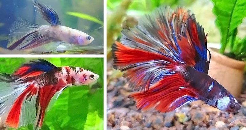 “Transformacija od 32 dana otkako sam ga dobio je poput evolucije Pokemona.”