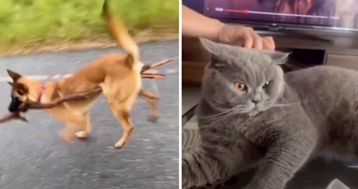 VIDEO Kućni ljubimci nekad znaju totalno poludjeti; njihove reakcije nasmijat će vas do suza
