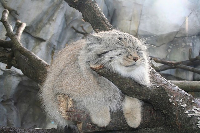 #3 Pallas mačka (Otocolobus Manul)