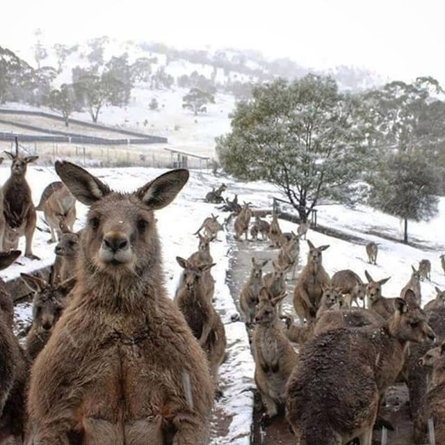 13 .Kao da pokušavaju pobjeći od zime u Australiji.