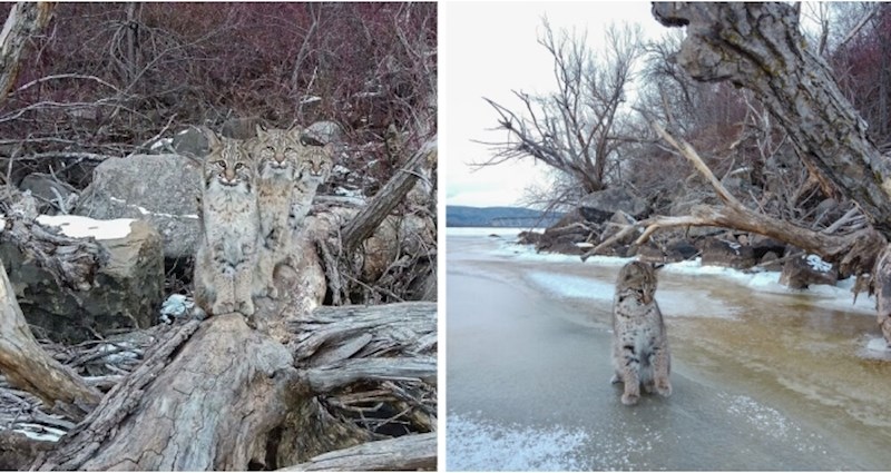 VIDEO Snimao je zalazak sunca, a onda su se pojavila tri prekrasna risa