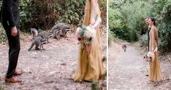 Ove fotografije bande rakuna koja je uletjela mladom paru na snimanje istovremeno su smiješne i neodoljivo dražesne