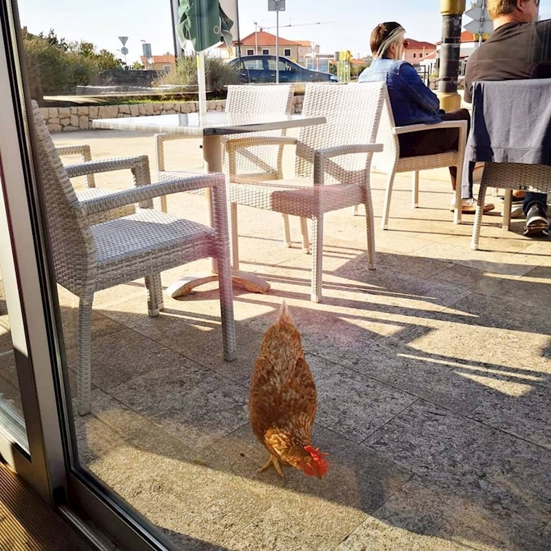 Vikendom na kavu u ovaj dalmatinski kafić dolaze neobični gosti. :)