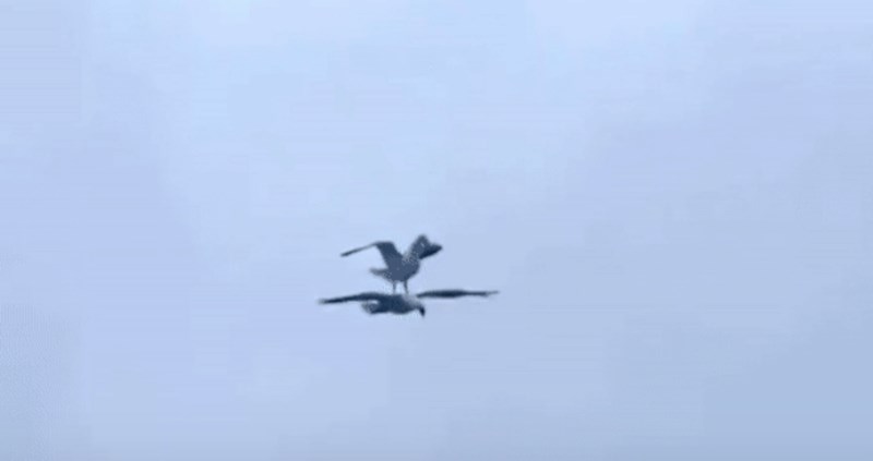 Ove genijalce morate vidjeti kako lete da bi povjerovali