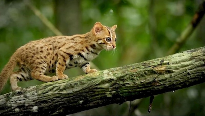 Ovi mali predatori preferiraju gustu vegetaciju i kamenita područja, a uglavnom žive u vlažnim i suhim listopadnim šumama, kao i u grmlju i travnjacima.