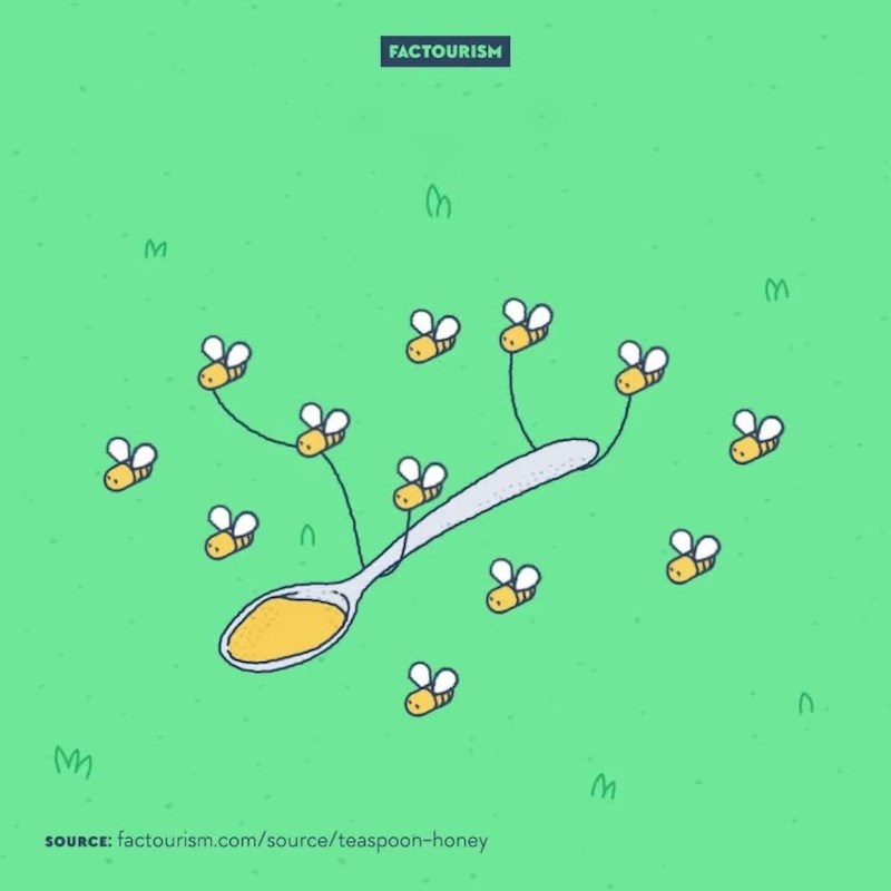 13. Za jednu žličicu meda 12 pčela treba cijeli život raditi.