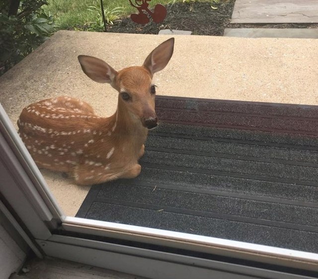 "Mama jelen iz našeg susjedstva redovno ostavlja svoje mladunčad na prednjem trijemu dok je ona zaposlena."