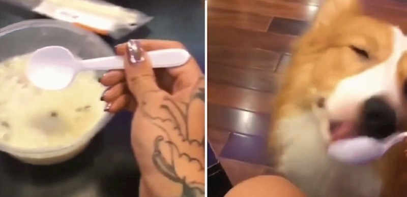 Pogledajte kako je vlasnica prevarila ovog preslatkog psa