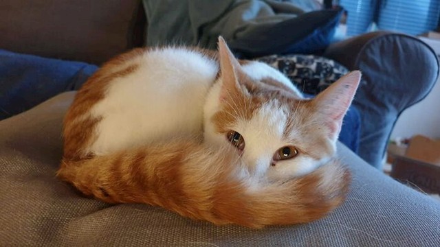 #10 Možda smo udomili malog snježnog leoparda.