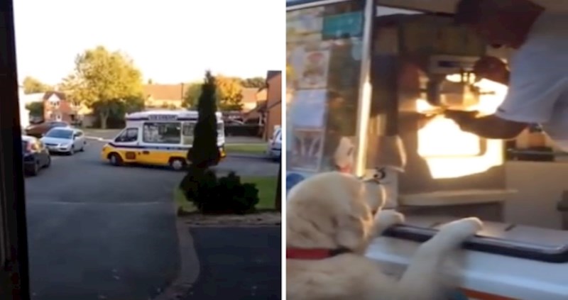 VIDEO Ovaj zlatni retriver toliko voli sladoled da ide sam po njega