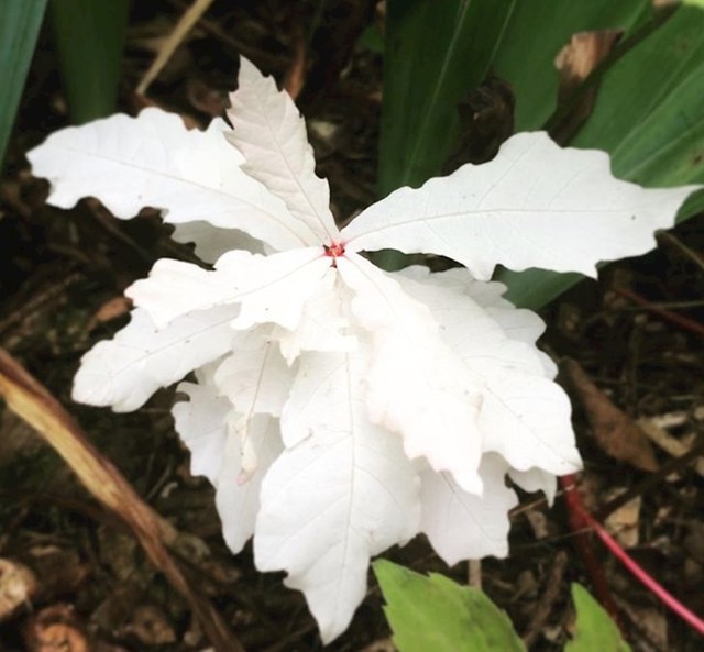 "Bijeli cvijet? Ne, to je albino hrast."