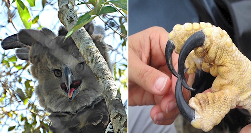 Najveća ptica na svijetu prilično je čudnog izgleda
