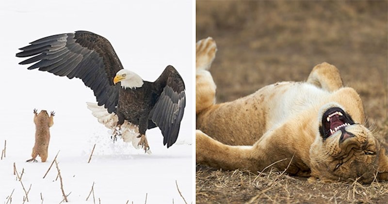 Fotke s natjecanja za najsmiješniju divlju životinju koje morate vidjeti