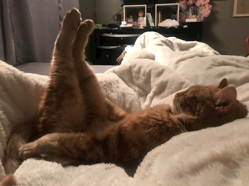 Mačke također potvrđuju ovu metodu.